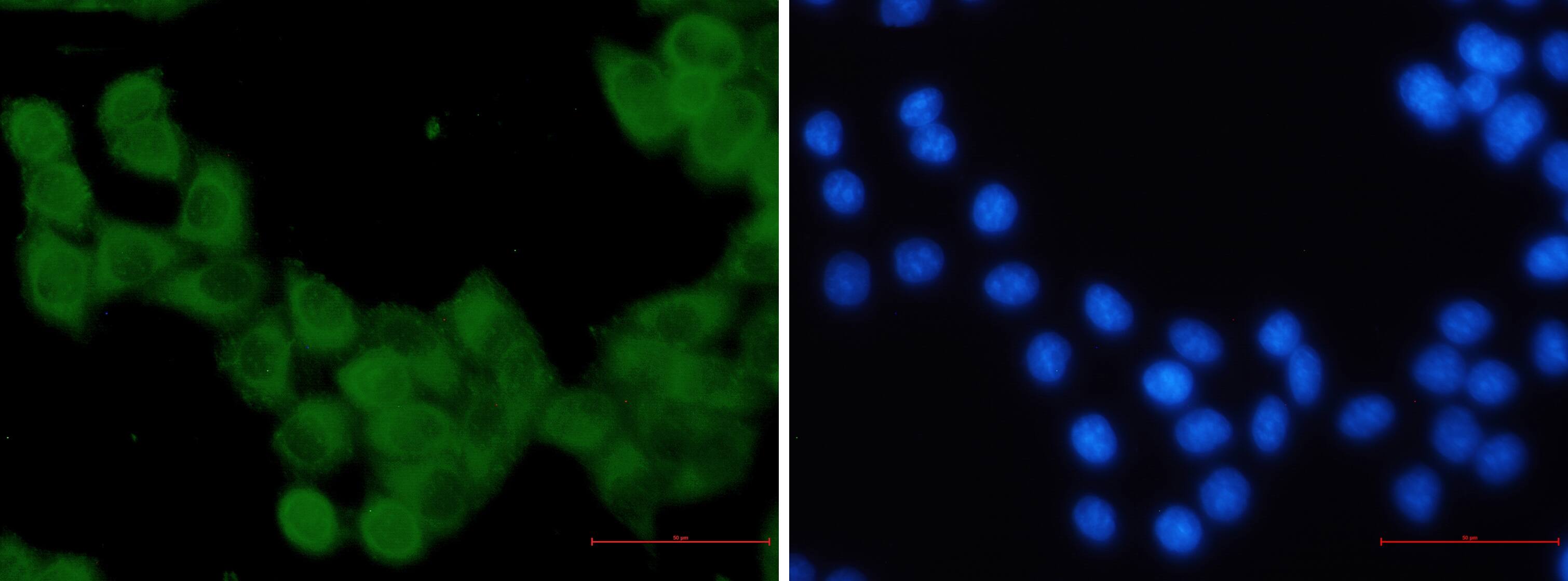 Immunocytochemistry/Immunofluorescence: Kinesin 5B Antibody (S04-6G8) [NBP3-14868] - Immunofluorescence of Kinesin 5B (green) in Hela using NBP3-14868 at dilution 1/5, and DAPI (blue)