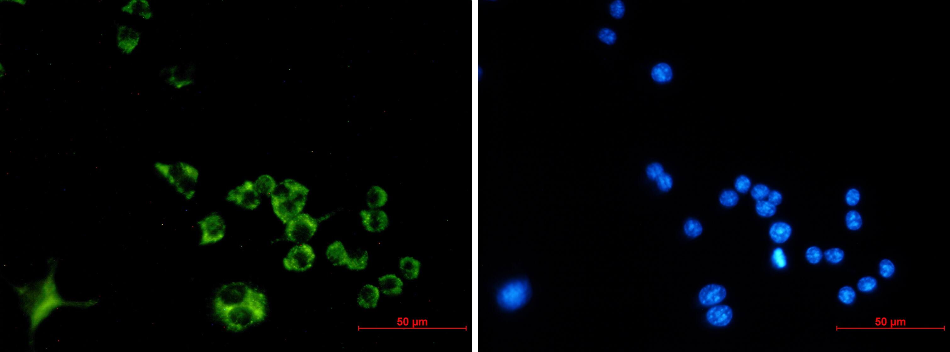 Immunocytochemistry/Immunofluorescence: Cathepsin B Antibody (S08-7H4) [NBP3-14882] - Immunofluorescence of Cathepsin B (green) in Raw264. 7 using NBP3-14882 at dilution 1/50, and DAPI (blue)
