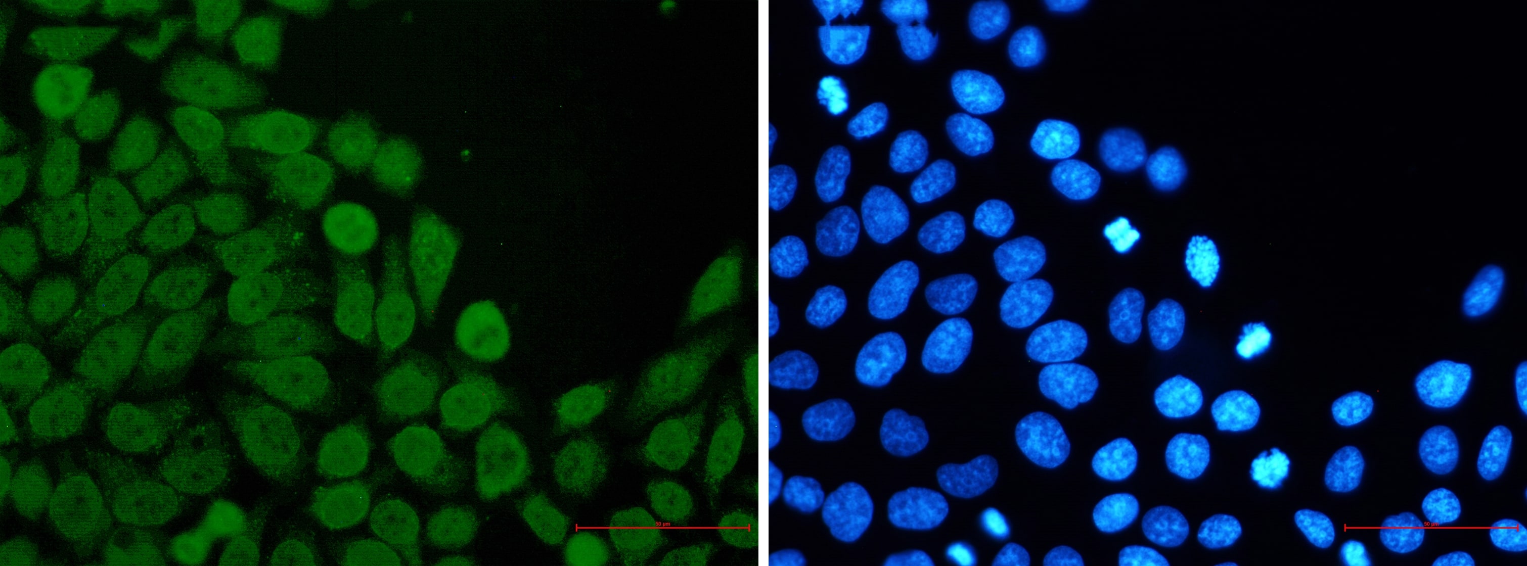 Immunocytochemistry/Immunofluorescence: EIF4A3 Antibody (S05-1B7) [NBP3-14928] - Immunofluorescence of EIF4A3 (green) in Hela using NBP3-14928 at dilution 1/5, and DAPI (blue)