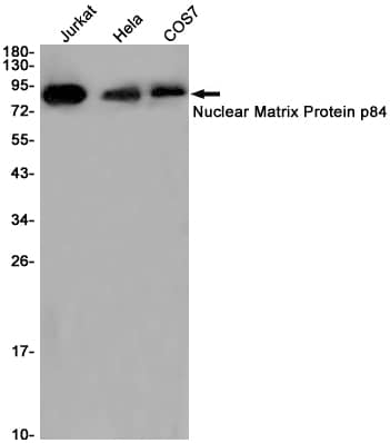 Western Blot: hHpr1-p84-Thoc1 Antibody (S05-1A8) [NBP3-14940] - Western blot in Jurkat, Hela, COS7 cell lysates using NBP3-14940 (1:1000 diluted). Predicted band size: 76KDa. Observed band size: 84KDa. 