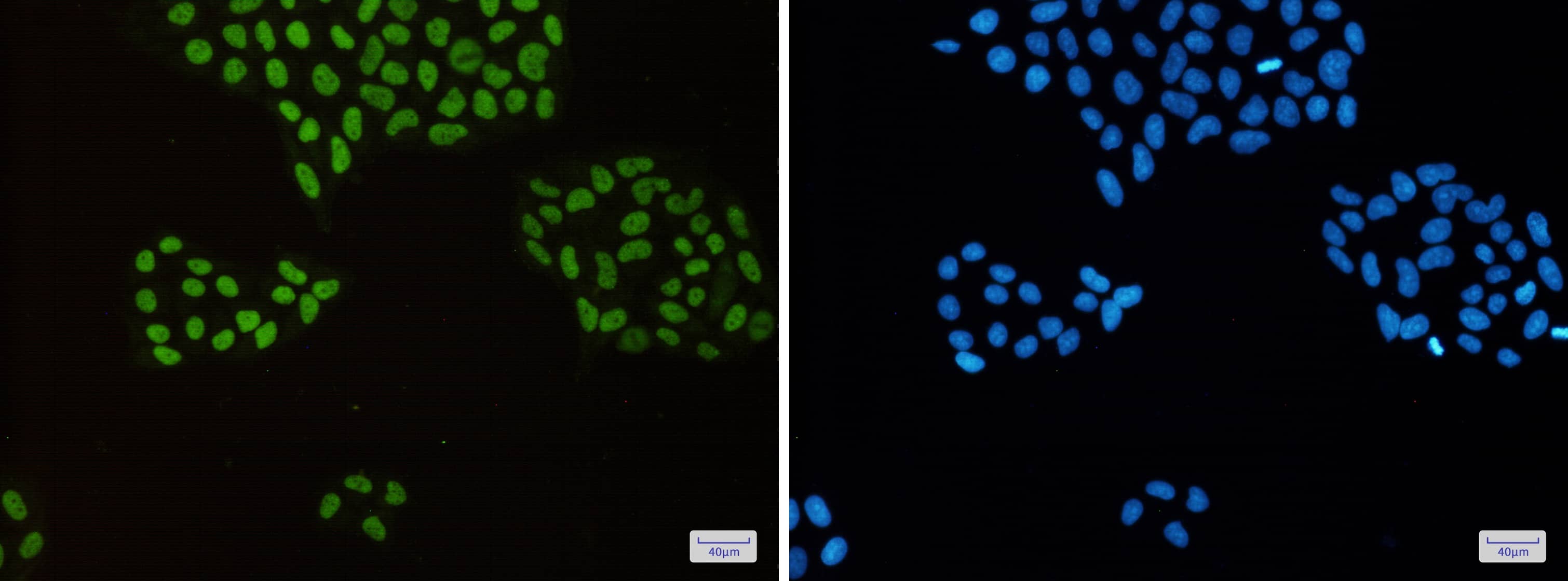 Immunocytochemistry/Immunofluorescence: MCM2 Antibody (S08-9H4) [NBP3-14951] - Immunofluorescence of MCM2 (green) in Hela cells using NBP3-14951 at dilution 1/50, and DAPI (blue)