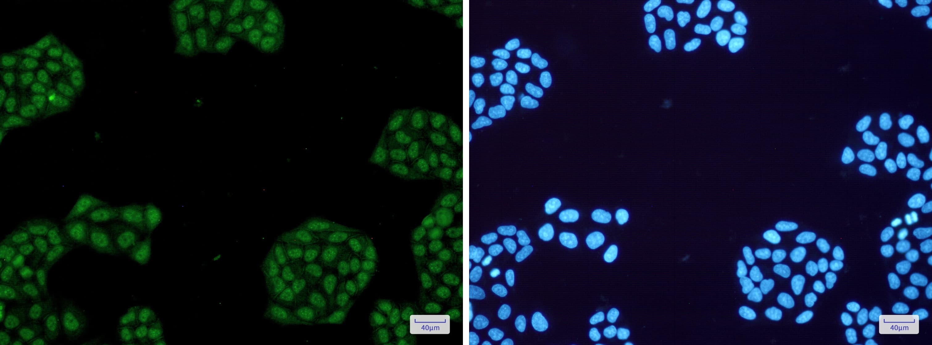 Immunocytochemistry/Immunofluorescence: Rev-erb A alpha/NR1D1 Antibody (S05-8B1) [NBP3-14969] - Immunofluorescence of Rev-erb A alpha/NR1D1 (green) in Hela cells using NBP3-14969 at dilution 1/50, and DAPI (blue)