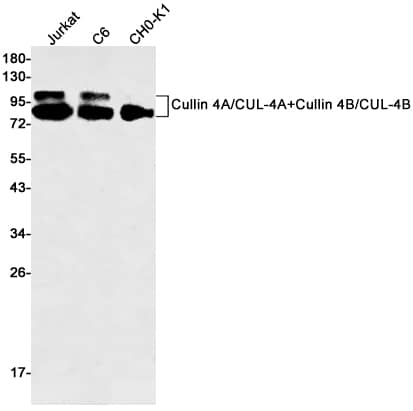 Western Blot: CUL4B Antibody (S06-3D3) [NBP3-15016] - Western blot in Jurkat, C6, CHO-K1 cell lysates using NBP3-15016 (1:500 diluted). Predicted band size: 88-104kDa. Observed band size: 88-104kDa. 