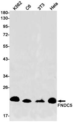 Western Blot: Irisin/FNDC5 Antibody (S09-4J9) [NBP3-15049] - Western blot detection of K562, C6, 3T3, Hela cell lysates using NBP3-15049. Predicted band size: 24kDa. Observed band size: 21kDa. 
