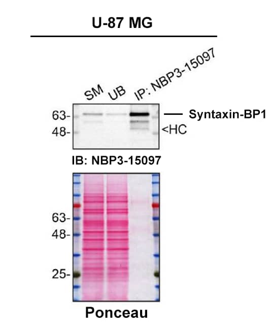 U‑87 MG human glioblastoma/astrocytoma cell line lysates were prepared and immunoprecipitation was performed using 2.0 μg of Syntaxin-BP1 Antibody (S05-4B6) (Catalog # NBP3-15097) pre-coupled to Dynabeads Protein A. Immunoprecipitated Syntaxin-BP1 was detected in Western Blot with NBP3-15097 used at 1/2000. The Ponceau stained transfer of the blot is shown. SM=4% starting material; UB=4% unbound fraction; IP=immunoprecipitate; HC=antibody heavy chain. Image, protocol and testing courtesy of YCharOS Inc. (ycharos.com).