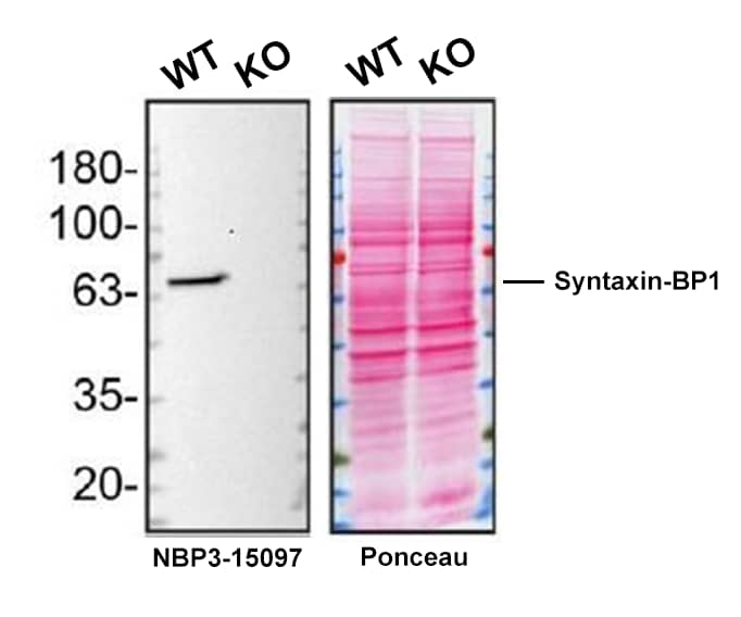 <b>Genetic Strategies Validation. </b>Western blot shows lysates of U‑87 MG human glioblastoma/astrocytoma parental cell line and Syntaxin-BP1 knockout U-87 MG cell line (KO). Nitrocellulose membrane was probed with Syntaxin-BP1 Antibody (S05-4B6) (Catalog # NBP3-15097) followed by HRP-conjugated secondary antibody. A specific band was detected for Syntaxin-BP1 at approximately 68 kDa (as indicated) in the parental U-87 MG cell line, but is not detectable in knockout U-87 MG cell line. Primary antibody dilution used: 1/2000. The Ponceau stained transfer of the blot is shown. This experiment was conducted under reducing conditions. Image, protocol, and testing courtesy of YCharOS Inc. See ycharos.com for additional details.