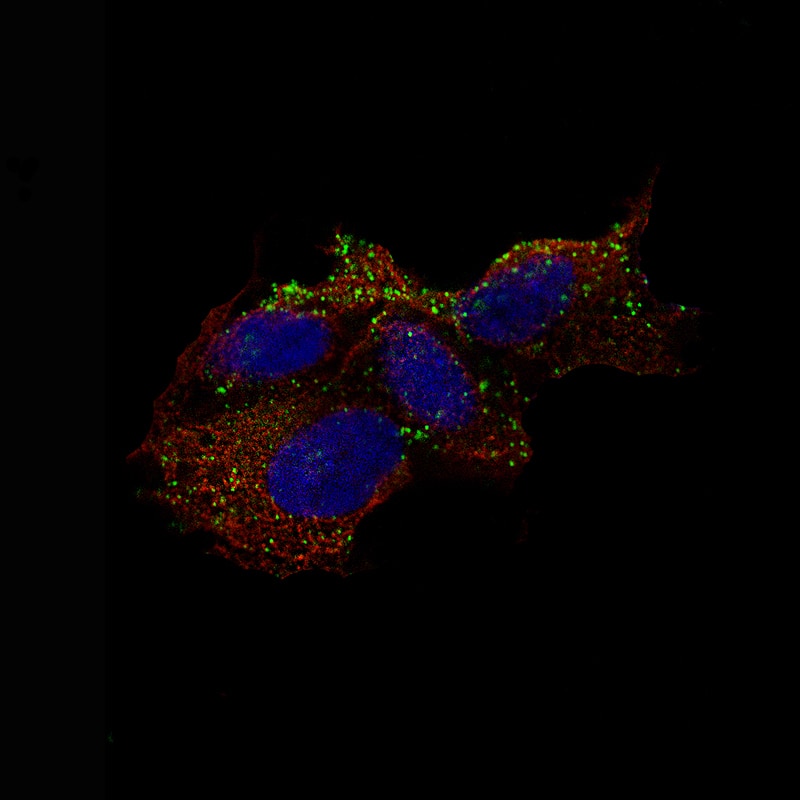 Staining of SH-SY5Y cells, showing specific staining of vesicles in green. Microtubule- and nuclear probes are visualized in red and blue, respectively.