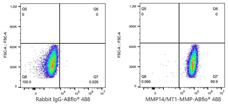 Flow Cytometry: MMP-14/MT1-MMP Antibody (6T7L3) [MMP-14/MT1-MMP] - Flow cytometry: 1X10^6 MCF7 cells (negative control,left) and HT-1080  cells were intracellularly-stained with MMP-14/MT1-MMP Rabbit mAb  or ABflo 647 Rabbit IgG isotype control , followed by Alexa Fluor 647 conjugated goat anti-rabbit pAb staining. Non-fluorescently stained cells were used as blank control .