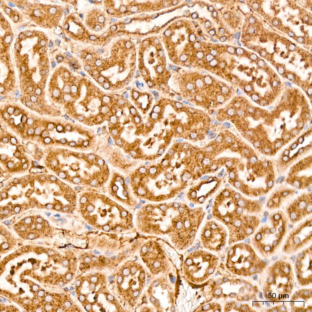 Immunohistochemistry: MSP/MST1 Antibody (5R7X2) [MSP/MST1] - Immunohistochemistry analysis of MSP/MST1 in paraffin-embedded mouse kidney tissue using MSP/MST1 Rabbit mAb  at a dilution of 1:200 (40x lens).High pressure antigen retrieval was performed with 0.01 M citrate buffer (pH 6.0) prior to IHC staining.