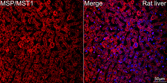 Immunocytochemistry/ Immunofluorescence: MSP/MST1 Antibody (5R7X2) [MSP/MST1] - Confocal imaging of paraffin-embedded Rat liver tissue using MSP/MST1 Rabbit mAb  followed by a further incubation with Cy3 Goat Anti-Rabbit IgG (H+L)  . DAPI was used for nuclear staining (Blue). Objective: 40x. Perform high pressure antigen retrieval with 0.01 M citrate buffer (pH 6.0) prior to IF staining.