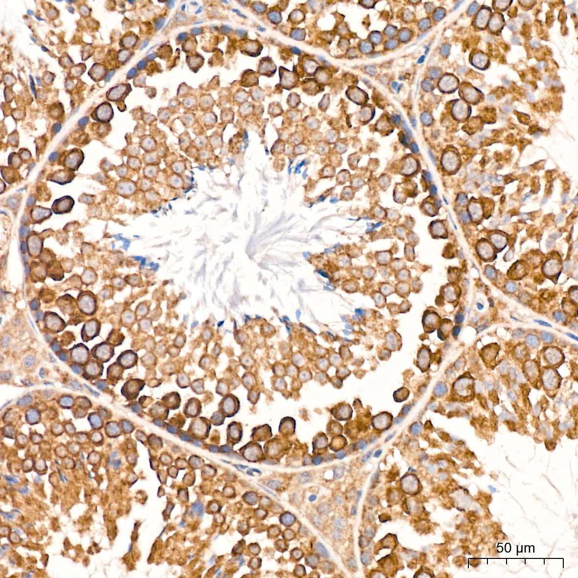 Immunohistochemistry: MSP/MST1 Antibody (5R7X2) [MSP/MST1] - Immunohistochemistry analysis of MSP/MST1 in paraffin-embedded mouse testis tissue using MSP/MST1 Rabbit mAb  at a dilution of 1:200 (40x lens).High pressure antigen retrieval was performed with 0.01 M citrate buffer (pH 6.0) prior to IHC staining.