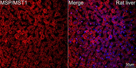 Immunocytochemistry/ Immunofluorescence: MSP/MST1 Antibody (5R7X2) [NBP3-15250] - Confocal imaging of paraffin-embedded Rat liver tissue using MSP/MST1 Rabbit mAb  followed by a further incubation with Cy3 Goat Anti-Rabbit IgG (H+L)  . DAPI was used for nuclear staining (Blue). Objective: 40x. Perform high pressure antigen retrieval with 0.01 M citrate buffer (pH 6.0) prior to IF staining.