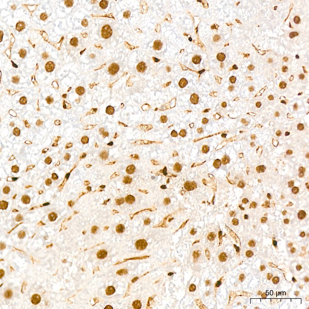 Immunohistochemistry: QKI/Quaking Antibody (1D1N6) [NBP3-15255] - Immunohistochemistry analysis of QKI/Quaking in paraffin-embedded mouse liver tissue using QKI/Quaking Rabbit mAb  at a dilution of 1:200 (40x lens).High pressure antigen retrieval was performed with 0.01 M citrate buffer (pH 6.0) prior to IHC staining.