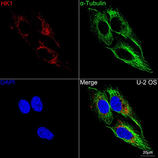 Immunocytochemistry/ Immunofluorescence: Hexokinase 1 Antibody (6B7Q2) [Hexokinase 1] - Confocal imaging of U-2 OS cells using [KO Validated] Hexokinase 1 Rabbit mAb  followed by a further incubation with Cy3 Goat Anti-Rabbit IgG (H+L)  . The cells were counterstained with alpha-Tubulin Mouse mAb  followed by incubation with ABflo 488-conjugated Goat Anti-Mouse IgG (H+L) Ab  (Green). DAPI was used for nuclear staining (Blue). Objective: 100x.