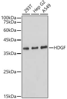 Western Blot: HDGF Antibody (5U7A7) [NBP3-15281] - Western blot analysis of various lysates, using HDGF Rabbit mAb  at 1:1000 dilution.Secondary antibody: HRP Goat Anti-Rabbit IgG (H+L)  at 1:10000 dilution.Lysates/proteins: 25ug per lane.Blocking buffer: 3% nonfat dry milk in TBST.Detection: ECL Basic Kit .Exposure time: 1s.