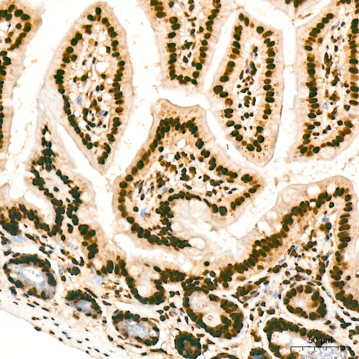 Immunohistochemistry: SNRPA1 Antibody (2D7M1) [NBP3-15292] - Immunohistochemistry analysis of SNRPA1 in paraffin-embedded mouse intestin tissue using SNRPA1 Rabbit mAb  at a dilution of 1:200 (40x lens). High pressure antigen retrieval was performed with 0.01 M citrate buffer (pH 6.0) prior to IHC staining.