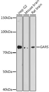 Western Blot: GARS Antibody (5Q5D7) [NBP3-15293] - Western blot analysis of various lysates, using [KO Validated] GARS Rabbit mAb at 1:1000 dilution.Secondary antibody: HRP Goat Anti-Rabbit IgG (H+L)  at 1:10000 dilution.Lysates/proteins: 25ug per lane.Blocking buffer: 3% nonfat dry milk in TBST.Detection: ECL Enhanced Kit .Exposure time: 180s.