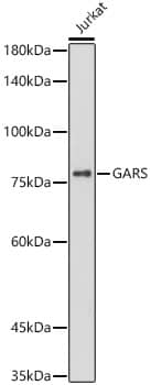 Western Blot: GARS Antibody (5Q5D7) [NBP3-15293] - Western blot analysis of Jurkat, using GARS antibody  at  1:1000 dilution.Secondary antibody: HRP Goat Anti-Rabbit IgG (H+L)  at 1:10000 dilution.Lysates/proteins: 25ug per lane.Blocking buffer: 3% nonfat dry milk in TBST.Detection: ECL Basic Kit .Exposure time: 180s.