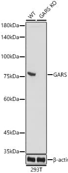 <b>Genetic Strategies Validation. </b>Western Blot: GARS Antibody (5Q5D7) [NBP3-15293] - Western blot analysis of extracts from wild type(WT) and GARS knockout (KO) 293T cells, using GARS antibody  at  1:1000 dilution.Secondary antibody: HRP Goat Anti-Rabbit IgG (H+L)  at 1:10000 dilution.Lysates/proteins: 25ug per lane.Blocking buffer: 3% nonfat dry milk in TBST.Detection: ECL Basic Kit .Exposure time: 180s.