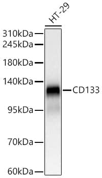 Western Blot: CD133 Antibody (3Y4A5) [CD133] - Western blot analysis of lysates from HT-29 cells, using CD133 Rabbit mAb  at 1:1000 dilution.Secondary antibody: HRP-conjugated Goat anti-Rabbit IgG (H+L)  at 1:10000 dilution.Lysates/proteins: 25ug per lane.Blocking buffer: 3% nonfat dry milk in TBST.Detection: ECL Basic Kit .Exposure time: 1s.