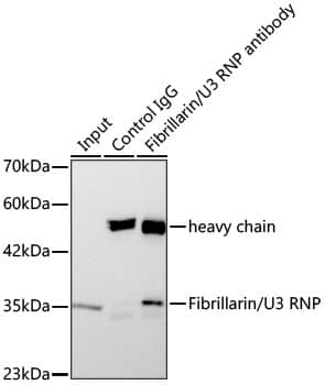 Immunoprecipitation: Fibrillarin Antibody (9J5O2) [Fibrillarin] - Immunoprecipitation of Fibrillarin Rabbit mAb from 300 ug extracts of 293F cells was performed using 3 ug of Fibrillarin Rabbit mAb . Rabbit IgG isotype control  was used to precipitate the Control IgG sample. IP samples were eluted with 1X Laemmli Buffer. The Input lane represents 10% of the total input. Western blot analysis of immunoprecipitates was conducted using Fibrillarin Rabbit mAb  at a dilution of 1 : 2000.