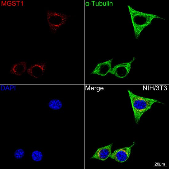 Immunocytochemistry/ Immunofluorescence: Microsomal Glutathione S-transferase 1 Antibody (6A0S5) [Microsomal Glutathione S-transferase 1] - Confocal imaging of NIH/3T3 cells using Microsomal Glutathione S-transferase 1 Rabbit mAb  followed by a further incubation with Cy3 Goat Anti-Rabbit IgG (H+L)  . The cells were counterstained with alpha-Tubulin Mouse mAb  followed by incubation with ABflo 488-conjugated Goat Anti-Mouse IgG (H+L) Ab  (Green). DAPI was used for nuclear staining (Blue). Objective: 100x.