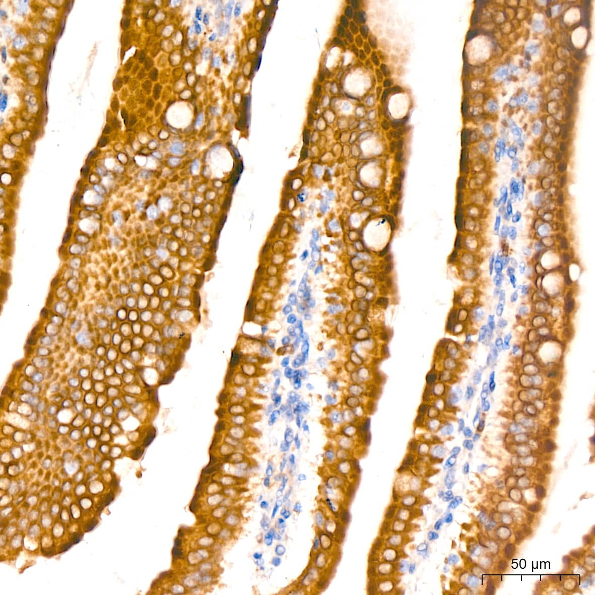 Immunohistochemistry: Microsomal Glutathione S-transferase 1 Antibody (6A0S5) [Microsomal Glutathione S-transferase 1] - Immunohistochemistry analysis of paraffin-embedded Mouse intestin tissue using Microsomal Glutathione S-transferase 1 Rabbit mAb  at a dilution of 1:200 (40x lens). High pressure antigen retrieval performed with 0.01M Citrate Bufferr (pH 6.0) prior to IHC staining.