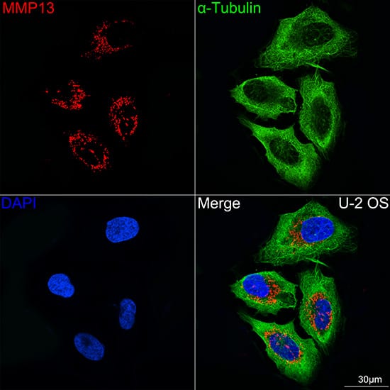 Immunocytochemistry/ Immunofluorescence: MMP-13 Antibody (8L8Q1) [MMP-13] - Confocal imaging of U-2 OS cells using ANGPTL4 Rabbit mAb  followed by a further incubation with Cy3 Goat Anti-Rabbit IgG (H+L)  . The cells were counterstained with alpha-Tubulin Mouse mAb  followed by incubation with ABflo 488-conjugated Goat Anti-Mouse IgG (H+L) Ab  (Green). DAPI was used for nuclear staining (Blue). Objective: 100x.