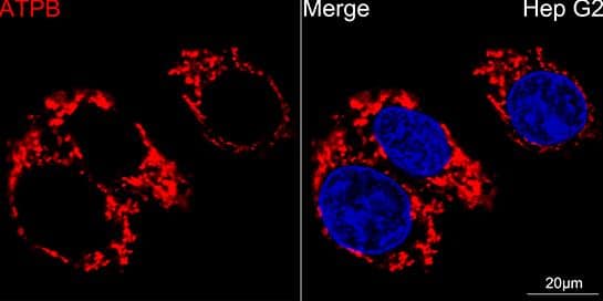 Immunocytochemistry/Immunofluorescence: ATPB Antibody (9A1O2) [NBP3-15354] - HepG2 cells using ATPB Rabbit mAb (dilution 1:100) (Red). DAPI was used for nuclear staining (blue). Objective: 40x.