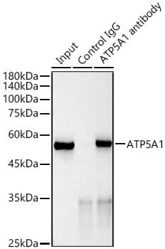 Immunoprecipitation: ATP5A Antibody (6M3B8) [ATP5A] - Immunoprecipitation analysis of 600 ug extracts of Mouse heart using 3 ug ATP5A antibody . Western blot was performed from the immunoprecipitate using ATP5A antibody  at a dilution of 1:1000.