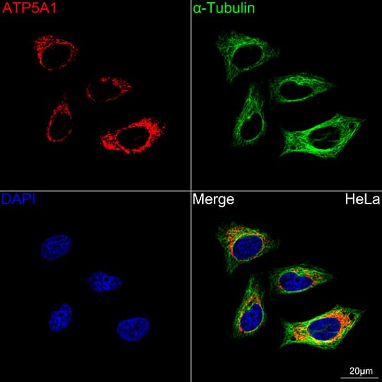 Immunocytochemistry/ Immunofluorescence: ATP5A Antibody (6M3B8) [ATP5A] - Confocal imaging of HeLa cells using ATP5A Rabbit mAb  followed by a further incubation with Cy3 Goat Anti-Rabbit IgG (H+L)  . The cells were counterstained with alpha-Tubulin Mouse mAb  followed by incubation with ABflo 488-conjugated Goat Anti-Mouse IgG (H+L) Ab  (Green). DAPI was used for nuclear staining (Blue). Objective: 100x.