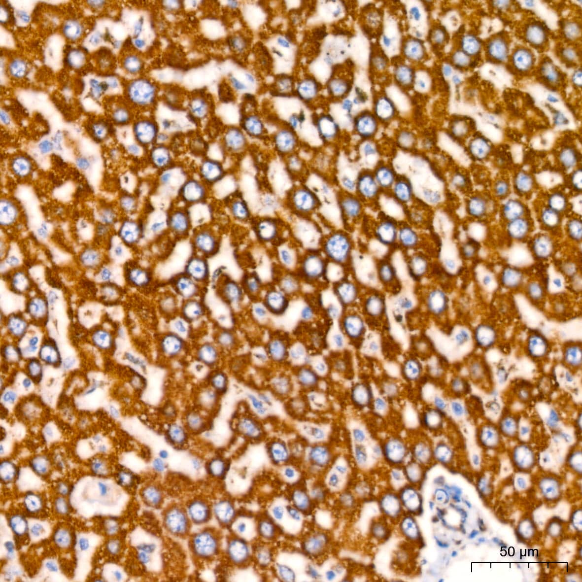 Immunohistochemistry: ATP5A Antibody (6M3B8) [ATP5A] - Immunohistochemistry analysis of paraffin-embedded Rat liver tissue using ATP5A Rabbit mAb  at dilution of 1:200 (40x lens). High pressure antigen retrieval performed with 0.01M Citrate Bufferr (pH 6.0) prior to IHC staining.