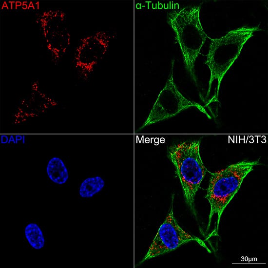 Immunocytochemistry/ Immunofluorescence: ATP5A Antibody (6M3B8) [ATP5A] - Confocal imaging of NIH/3T3 cells using ATP5A Rabbit mAb  followed by a further incubation with Cy3 Goat Anti-Rabbit IgG (H+L)  . The cells were counterstained with alpha-Tubulin Mouse mAb  followed by incubation with ABflo 488-conjugated Goat Anti-Mouse IgG (H+L) Ab  (Green). DAPI was used for nuclear staining (Blue). Objective: 100x.