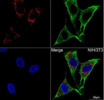 Immunocytochemistry/Immunofluorescence: ATP5A Antibody (6M3B8) [NBP3-15355] - Confocal imaging of NIH/3T3 cells using ATP5A1 Rabbit mAb (dilution 1:200) followed by a further incubation with Cy3 Goat Anti-Rabbit IgG (H+L) (dilution 1:500) (Red). The cells were counterstained with  alpha -Tubulin Mouse mAb (dilution 1:400) followed by incubation with ABflo® 488-conjugated Goat Anti-Mouse IgG (H+L) Ab (dilution 1:500) (Green). DAPI was used for nuclear staining (Blue). Objective: 100x.