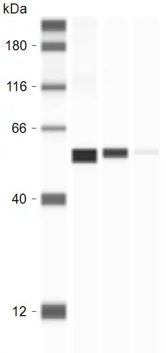 Simple Western: ATP5A Antibody (6M3B8) [NBP3-15355] - ATP5A Antibodies (NBP3-15355), ProteinSimple Western Blot on Jess Instrument; 1, 0.5, and 0.2 microgram of human brain tissue lysate was tested with the antibodies diluted 20 times. Image from verified customer review.