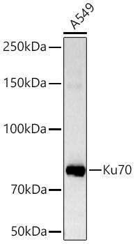 Western Blot: Ku70/XRCC6 Antibody (8L6B6) [Ku70/XRCC6] - Western blot analysis of lysates from A-549 cells using Ku70/XRCC6 Rabbit mAb  at 1:6000 dilution incubated overnight at 4C.Secondary antibody: HRP-conjugated Goat anti-Rabbit IgG (H+L)  at 1:10000 dilution.Lysates/proteins: 25 ug per lane.Blocking buffer: 3% nonfat dry milk in TBST.Detection: ECL Basic Kit .Exposure time: 10s.