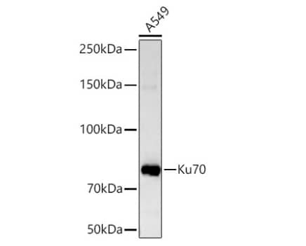 Western Blot: Ku70/XRCC6 Antibody (8L6B6) [NBP3-15358] - Analysis of lysates from A-549 cells using Ku70 Rabbit mAb at 1:6000 dilution incubated overnight at 4℃.Secondary antibody: HRP-conjugated Goat anti-Rabbit IgG (H+L) at 1:10000 dilution.Lysates/proteins: 25 μg per lane.Blocking buffer: 3% nonfat dry milk in TBST.Detection: ECL Basic Kit. Exposure time: 10s.