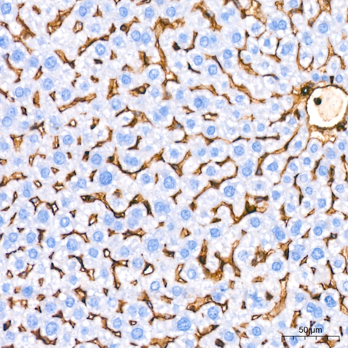 Immunohistochemistry: Annexin A2 Antibody (1W2B5) [Annexin A2] - Immunohistochemistry analysis of paraffin-embedded Mouse liver tissue using Annexin A2 Rabbit mAb  at a dilution of 1:800 (40x lens). High pressure antigen retrieval performed with 0.01M Citrate Bufferr (pH 6.0) prior to IHC staining.