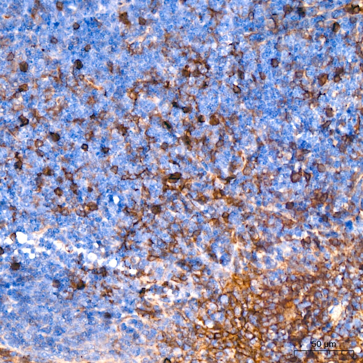 Immunohistochemistry: Annexin A2 Antibody (1W2B5) [Annexin A2] - Immunohistochemistry analysis of paraffin-embedded Mouse spleen tissue using Annexin A2 Rabbit mAb  at a dilution of 1:800 (40x lens). High pressure antigen retrieval performed with 0.01M Citrate Bufferr (pH 6.0) prior to IHC staining.