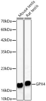 Western Blot: Glutathione Peroxidase 4/GPX4 Antibody (7O4Q9) [Glutathione Peroxidase 4/GPX4] - Western blot analysis of various lysates using [KD Validated] Glutathione Peroxidase 4/GPX4 Rabbit mAb  at 1:1000 dilution incubated overnight at 4C.Secondary antibody: HRP-conjugated Goat anti-Rabbit IgG (H+L)  at 1:10000 dilution.Lysates/proteins: 25 ug per lane.Blocking buffer: 3% nonfat dry milk in TBST.Detection: ECL Basic Kit .Exposure time: 15s.