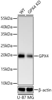 <b>Genetic Strategies Validation. </b>Western Blot: Glutathione Peroxidase 4/GPX4 Antibody (7O4Q9) [Glutathione Peroxidase 4/GPX4] - Western blot analysis of lysates from wild type (WT) and Glutathione Peroxidase 4/GPX4 knockdown (KD) U-87 MG cells using [KD Validated] Glutathione Peroxidase 4/GPX4 Rabbit mAb  at 1:1000 dilution incubated overnight at 4C.Secondary antibody: HRP-conjugated Goat anti-Rabbit IgG (H+L)  at 1:10000 dilution.Lysates/proteins: 25 ug per lane.Blocking buffer: 3% nonfat dry milk in TBST.Detection: ECL Basic Kit .Exposure time: 60s.