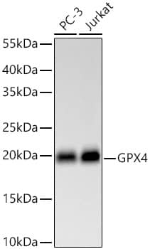 Western Blot: Glutathione Peroxidase 4/GPX4 Antibody (7O4Q9) [Glutathione Peroxidase 4/GPX4] - Western blot analysis of various lysates using [KD Validated] Glutathione Peroxidase 4/GPX4 Rabbit mAb  at 1:1000 dilution incubated overnight at 4C.Secondary antibody: HRP-conjugated Goat anti-Rabbit IgG (H+L)  at 1:10000 dilution.Lysates/proteins: 25 ug per lane.Blocking buffer: 3% nonfat dry milk in TBST.Detection: ECL Basic Kit .Exposure time: 30s.