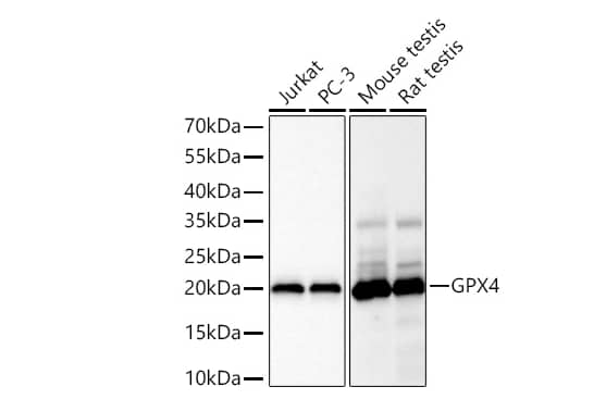  Analysis of various lysates using [KD Validated] GPX4 Rabbit mAb at 1:2000 dilution incubated overnight at 4℃.Secondary antibody: HRP-conjugated Goat anti-Rabbit IgG (H+L) at 1:10000 dilution.Lysates/proteins: 25 μg per lane.Blocking buffer: 3% nonfat dry milk in TBST.Detection: ECL Basic Kit. Exposure time: 10s.