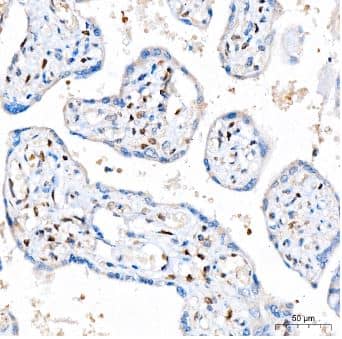 Immunohistochemistry-Paraffin: FGF basic/FGF2/bFGF Antibody (8W6M5) [NBP3-15367] - Human placenta tissue using FGF2 Rabbit mAb at a dilution of 1:200 (40x lens). High pressure antigen retrieval was performed with 0.01 M citrate buffer (pH 6.0) prior to IHC staining.