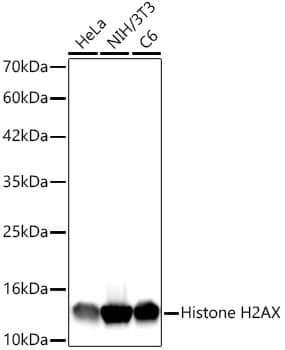 Western Blot: Histone H2AX Antibody (4Z3S8) [Histone H2AX] - Western blot analysis of various lysates using Histone H2AX Rabbit mAb  at 1:1000 dilution. Secondary antibody: HRP-conjugated Goat anti-Rabbit IgG (H+L)  at 1:10000 dilution. Lysates/proteins: 25 ug per lane.Blocking buffer: 3% nonfat dry milk in TBST.Detection: ECL Basic Kit .Exposure time: 10s.