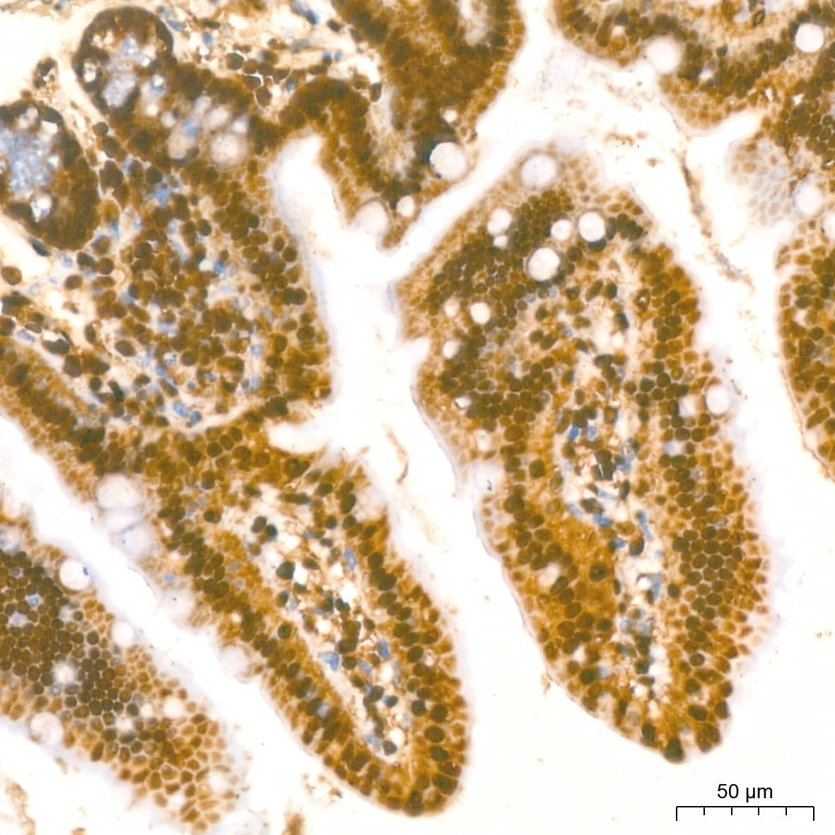 Immunohistochemistry: Histone H2AX Antibody (4Z3S8) [Histone H2AX] - Immunohistochemistry analysis of paraffin-embedded Mouse intestin tissue using Histone H2AX Rabbit mAb  at a dilution of 1:200 (40x lens). High pressure antigen retrieval performed with 0.01M Citrate Bufferr (pH 6.0) prior to IHC staining.