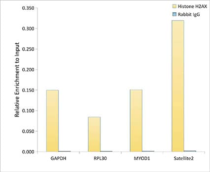 Chromatin Immunoprecipitation: Histone H2AX Antibody (4Z3S8) [Histone H2AX] - Chromatin immunoprecipitation analysis of extracts of HeLa cells, using Histone H2AX Rabbit mAb antibody  and rabbit IgG.The amount of immunoprecipitated DNA was checked by quantitative PCR. Histogram was constructed by the ratios of the immunoprecipitated DNA to the input.