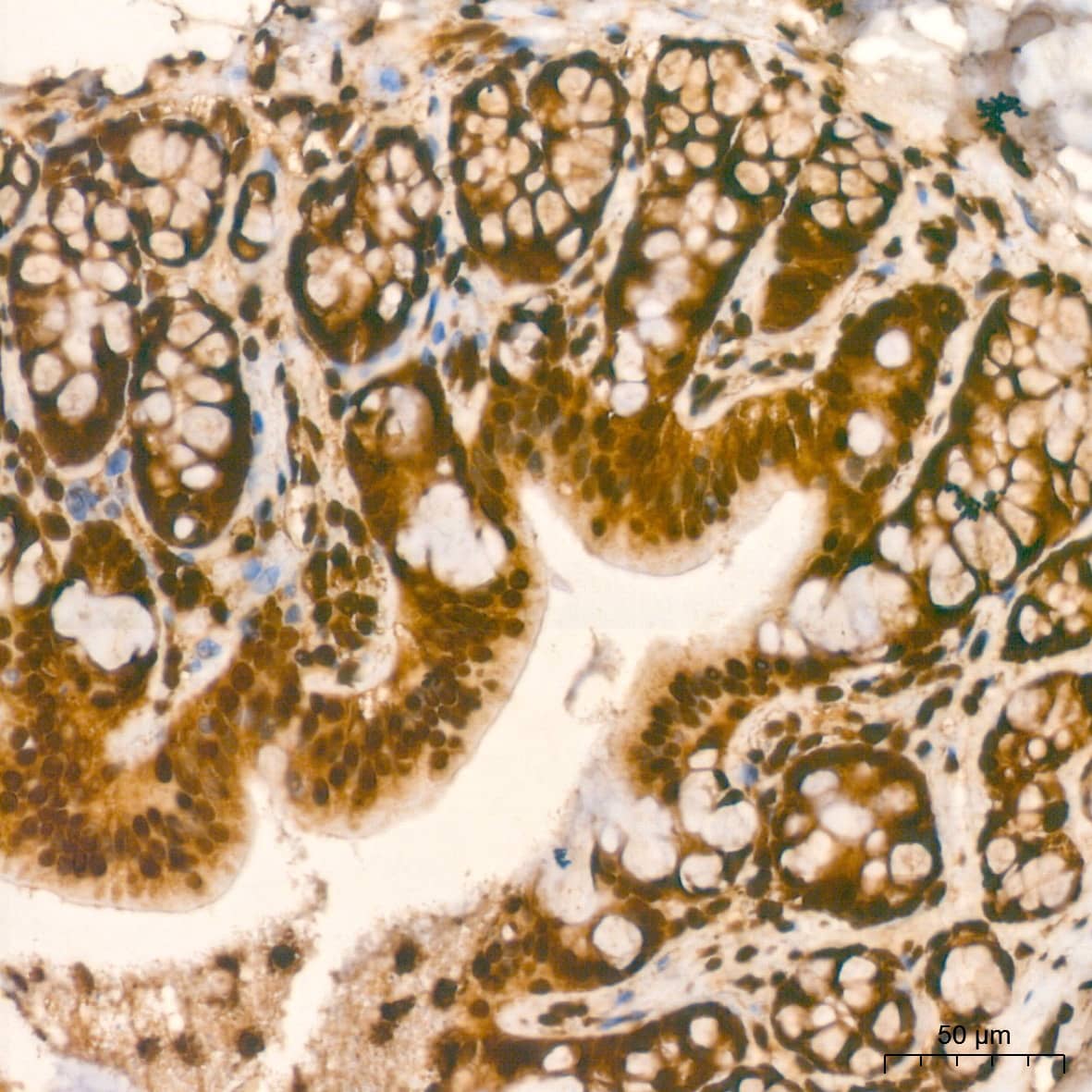 Immunohistochemistry: Histone H2AX Antibody (4Z3S8) [Histone H2AX] - Immunohistochemistry analysis of paraffin-embedded Rat colon tissue using Histone H2AX Rabbit mAb  at a dilution of 1:800 (40x lens). High pressure antigen retrieval performed with 0.01M Citrate Bufferr (pH 6.0) prior to IHC staining.