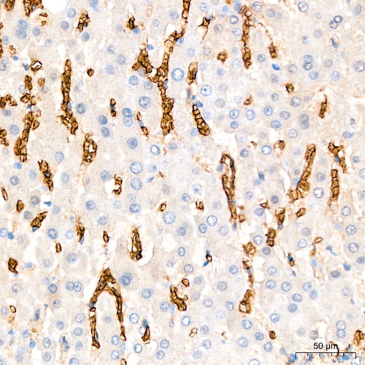 Immunohistochemistry Glycophorin C Antibody (9K8U2)