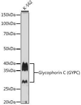 Western Blot: Glycophorin C Antibody (9K8U2) [Glycophorin C] - Western blot analysis of lysates from K-562 cells, using Glycophorin C Rabbit mAb  at 1:1000 dilution.Secondary antibody: HRP Goat Anti-Rabbit IgG (H+L)  at 1:10000 dilution.Lysates/proteins: 25ug per lane.Blocking buffer: 3% nonfat dry milk in TBST.Detection: ECL Basic Kit .Exposure time: 90s.